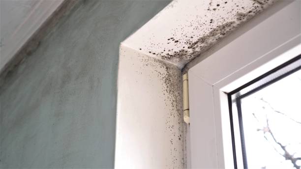 Best Basement Mold Remediation in Belington, WV