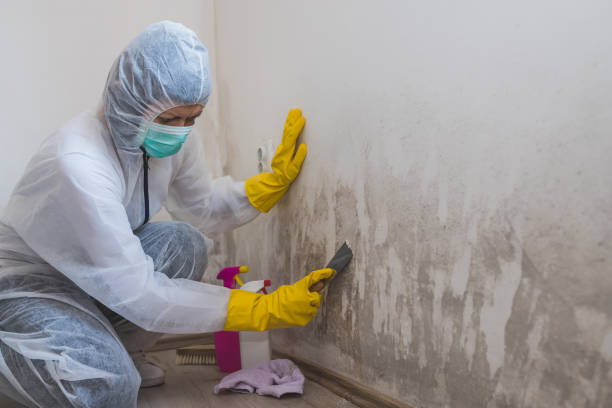 Best Mold Testing and Inspection Services in Belington, WV