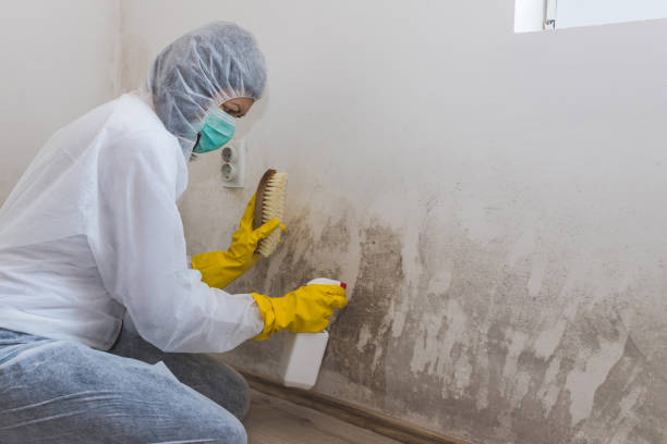 Best White Mold Remediation in Belington, WV
