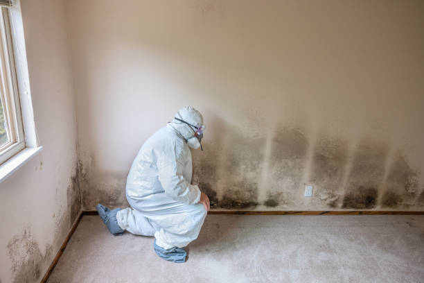 Best Post-Flood Mold Remediation in Belington, WV