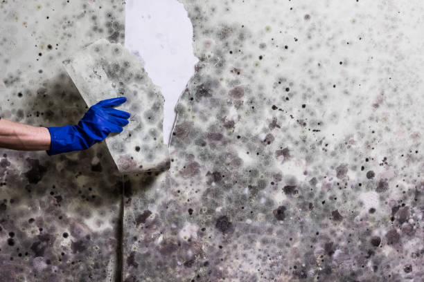 Best Kitchen Mold Remediation in Belington, WV