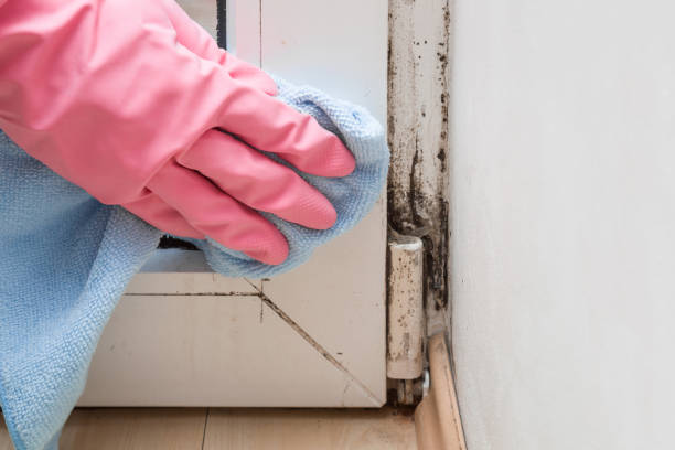 Best Preventive Mold Services in Belington, WV