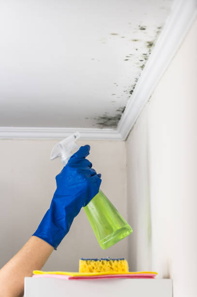 Professional Mold Remediation in Belington, WV