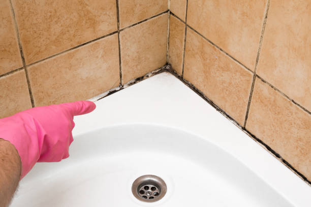 Best Black Mold Remediation in Belington, WV