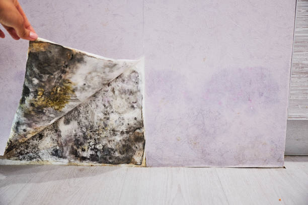 Trusted Belington, WV Mold Remediation Experts